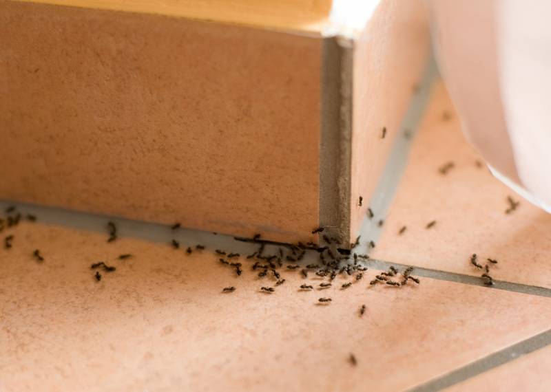 Traitement contre une invasion de fourmis dans une maison de plain pied dans la pièce à vivre, la cuisine ainsi que les chambres à à Fréjus St Raphaël 83